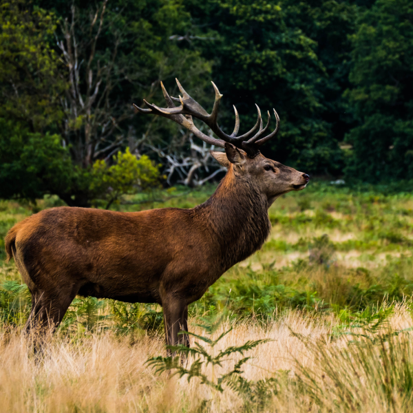 Animal sanctuary news